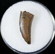 Tyrannosaur Tooth - Hell Creek Formation #14778-1